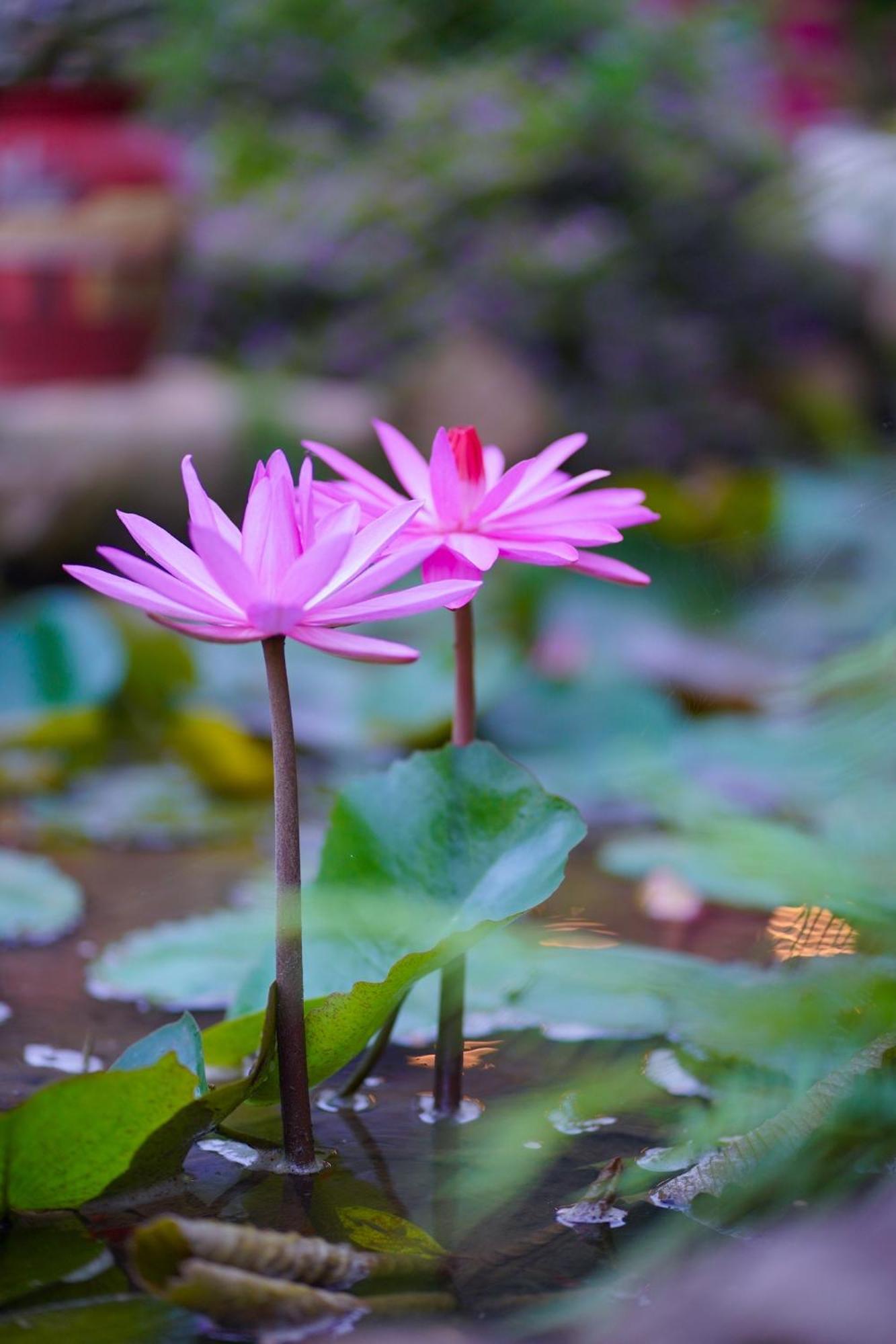 Gobies Garden Villa Moc Chau Ngoại thất bức ảnh